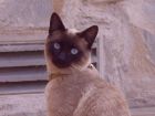 berlioz mon�simo