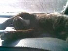 la bonita descansando en el auto
