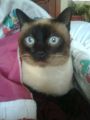 mi gato box el mas gordito