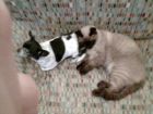 Berli es un santo se duerme con chispa