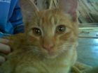 chatran es muy fotogenico 