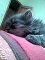 ella es  nuevamente mi gata manchas pero en distinta pocicion ella es muy juguetona pero desde q tubo sus gatitos ya no me hase tanto caso como antes jeje la quiero mucho.