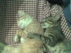 durmiendo los hermanos
