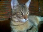 osiris aca tengo 10 meses 