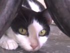 esta es mi gatita manchas ella acaba de tener  gatitos.