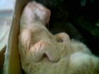 chatran descansando un poco...