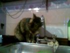 la chuchy tomando agua