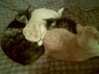bonita,martin ,marito y chatran 
