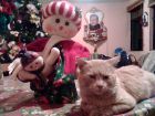 es mi gato de navidad