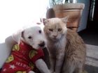 con la inseparable blanquita 