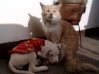 una tierna escena la perrita descansando y thomas cuidandola