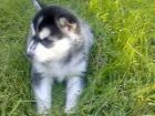 ESTA ES MI PERRA LUNA, TIENE 7 MESES, ES UNA HASKY