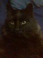 ESTE ES MI GATO NEGRITON, PARA LOS AMIGOS NEGRI. NO SE LOS A�OS QUE TIENE PORQUE ME LE ENCONTRE EL EL SUPERMERCADO DE MI PUEBLO