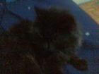 MI GATO NEGRI, TUMBADO EN EL SOF�