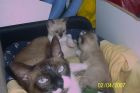 los hermanastros de berli y su mami muy guapa.