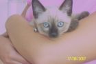 berlioz que bonicoo!