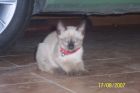 Berlioz de peque�o