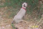 aag... se a cay�