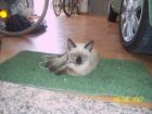 berlioz so�oliento