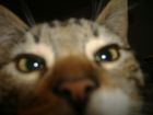 Tan chimoso mi gato jeje.....