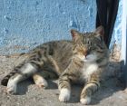 tomando el sol