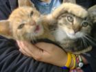 tan peliona samanta con mi gatico