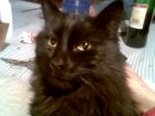 la negrita ,la mama de la chuchy,tontolita y de todo los gatos negros que aparesen en las fotos