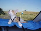 2008:de vacaciones en cantabria
unas cuantas horitas  de coche, pero le merecio la pena.....
