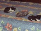 Rosita, Huracan y Violeta