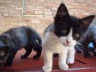 La curiosidad del gato (Rosa)