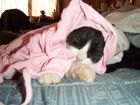 Un bebe rosadito