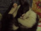 No es tierna???