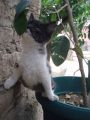 Otra vez en la planta (Violeta)