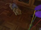 PINKY JUGANDO Y CON SU CAMISETA