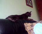 en el sillon
