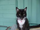 Aqu� una pose de modelo de mi gatita regalona, la Ni�a.