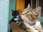 Mis gatitas Ni�a y Xica, observando los gorriones.