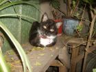 Mi Ni�a oculta en su rinc�n favorito en el jard�n.