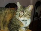 Xica pensando... �a qu� hora me llamar�n a comer?.