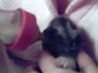 esta mi gatita lucia