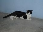 gato fotogenico.