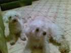los compa�eros de yani, Bebe y Camila jiji