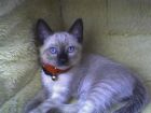 Berlioz Alias Sirius