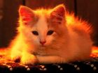 Miau!!