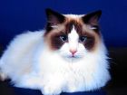 gatos_miau