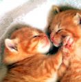 Estos gatitos quieren dormir y el hermano menor se enoja y lo enpuja