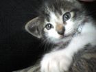 que raro asiendo trabesuras!!!!!!!!