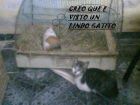 cereo que visto un lindo gatito ?? jaja