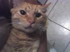 Este lindo gal�n es primo de mis nenas. Se llama "Comida". 