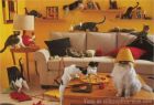 ESTA SI ES UNA CASA DE GATOS
